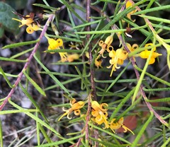 Persoonia juniperina