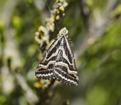 Dichromodes confluaria