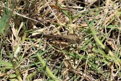 Chortoicetes terminifera