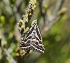 Dichromodes confluaria