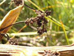 Aciphylla squarrosa