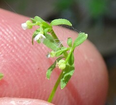 Galium tinctorium