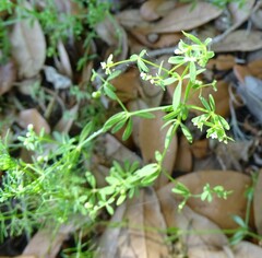 Galium tinctorium