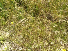 Rytidosperma clavatum