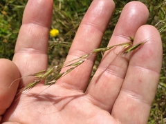 Rytidosperma clavatum