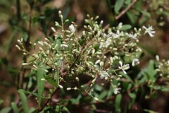 Bursaria spinosa spinosa