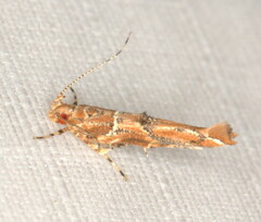 Anatrachyntis simplex