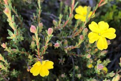 Hibbertia devitata