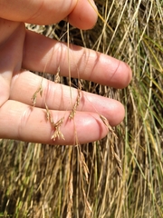 Poa cita