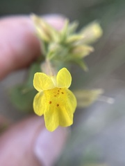 Erythranthe lagunensis