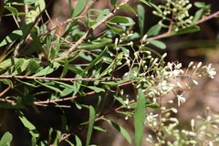Bursaria spinosa spinosa