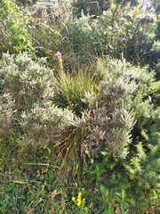 Aciphylla squarrosa