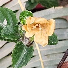 Mecardonia procumbens