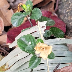 Mecardonia procumbens