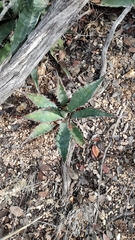 Agave