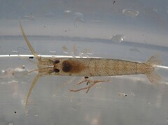 Betaeopsis aequimanus