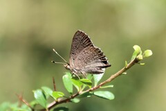 Paralucia pyrodiscus lucida