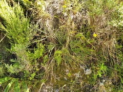 Aciphylla squarrosa