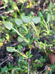 Eriogonum parvifolium