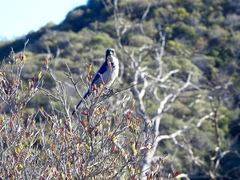 Aphelocoma insularis