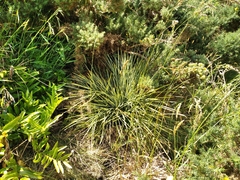 Aciphylla squarrosa