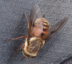 Pangoniinae