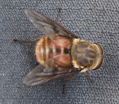 Pangoniinae