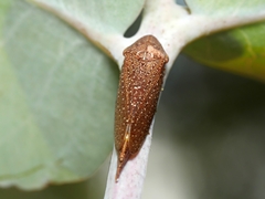 Stenocotini