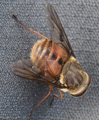 Pangoniinae