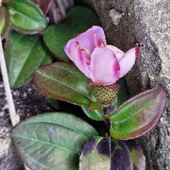 Melastoma dodecandrum