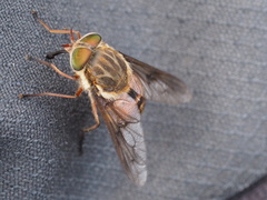 Pangoniinae
