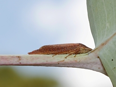 Stenocotini