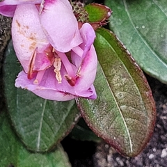 Melastoma dodecandrum