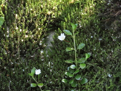 Epilobium nerteroides