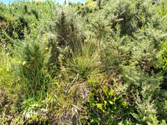 Aciphylla squarrosa