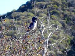 Aphelocoma insularis