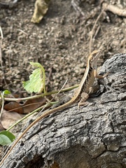 Sceloporus siniferus