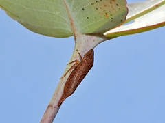 Stenocotini