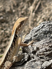 Sceloporus siniferus