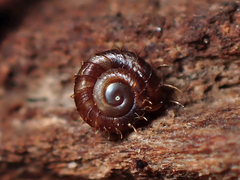 Aeschrodomus stipulata