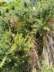 Aciphylla squarrosa