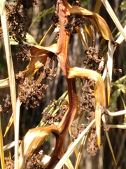 Aciphylla squarrosa