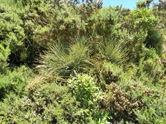 Aciphylla squarrosa