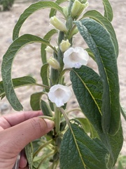 Sesamum indicum