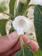 Sesamum indicum