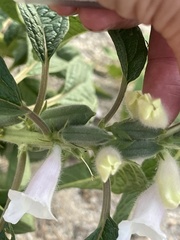 Sesamum indicum