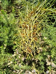 Aciphylla squarrosa
