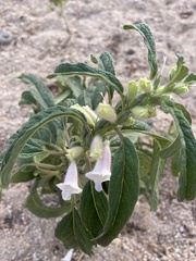 Sesamum indicum