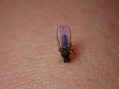 Austrosimulium