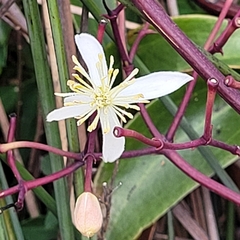 Clematis crassifolia